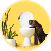 Warum Bentonit-Katzenstreu keine gute Idee ist – und welche sicheren Alternativen es gibt